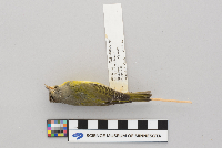 Vermivora ruficapilla image