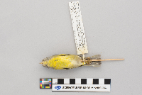 Vermivora ruficapilla image