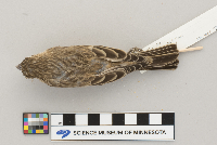 Carpodacus mexicanus image