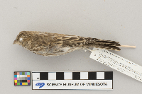 Carpodacus mexicanus image