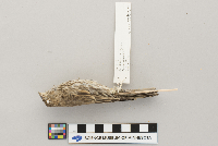 Carpodacus mexicanus image