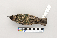Sturnus vulgaris image