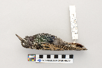 Sturnus vulgaris image
