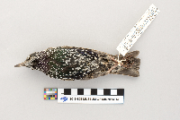 Sturnus vulgaris image