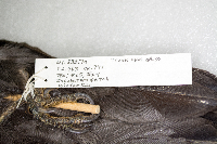 Dryocopus pileatus image