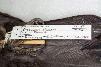 Dryocopus pileatus image