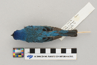Passerina cyanea image