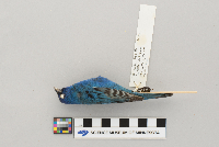 Passerina cyanea image
