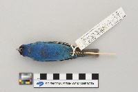 Passerina cyanea image