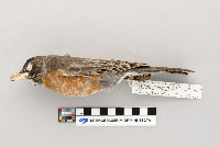 Turdus migratorius image