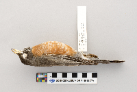 Turdus migratorius image