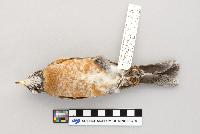 Turdus migratorius image