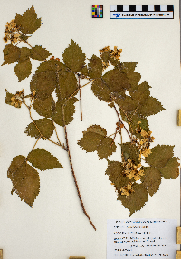 Rubus wheeleri image