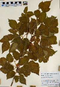 Rubus wheeleri image