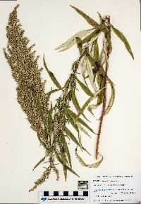 Artemisia serrata image