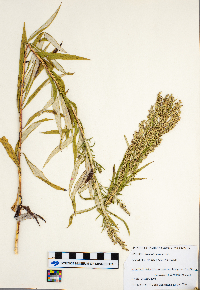 Artemisia serrata image
