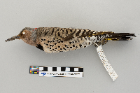 Colaptes auratus image