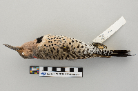 Colaptes auratus image