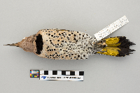 Colaptes auratus image