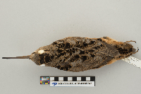 Scolopax minor image