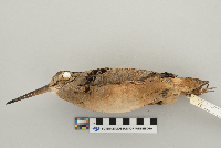 Scolopax minor image