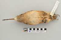 Scolopax minor image