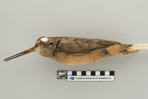 Scolopacidae image