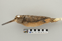 Scolopax minor image