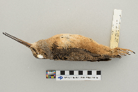 Scolopax minor image