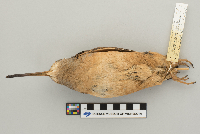 Scolopax minor image