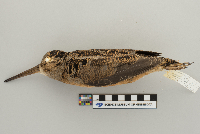 Scolopax minor image