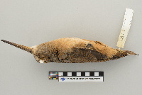 Scolopax minor image