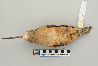 Scolopax minor image