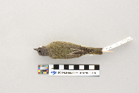 Vireo olivaceus image