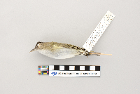 Vireo olivaceus image