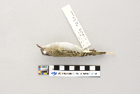 Vireo olivaceus image
