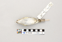 Vireo olivaceus image