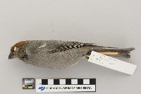 Pinicola enucleator image