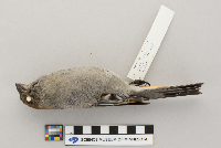 Pinicola enucleator image