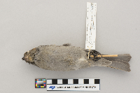 Pinicola enucleator image