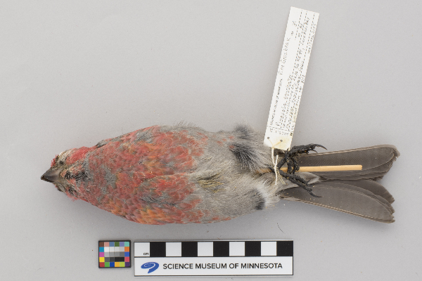 Pinicola enucleator image