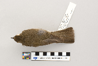 Catharus ustulatus image