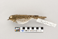 Catharus ustulatus image