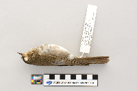 Catharus ustulatus image