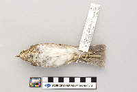 Catharus ustulatus image