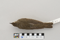 Catharus minimus image