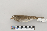 Catharus minimus image