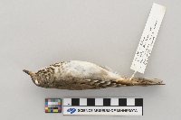 Catharus minimus image