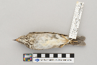 Catharus minimus image