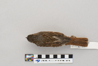 Passerella iliaca image